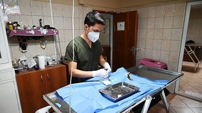 Kemer Belediyesi Hayvan Barındırma Tedavi ve Rehabilitasyon Merkezi, Ocak ayında