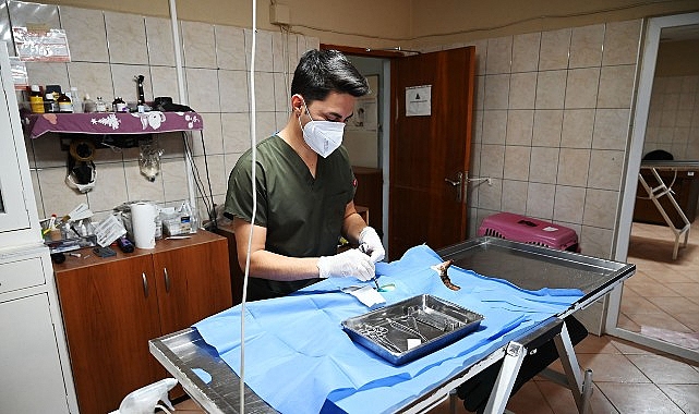 Kemer Belediyesi Hayvan Barındırma Tedavi ve Rehabilitasyon Merkezi, Ocak ayında