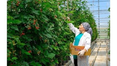 Antalya’da etkisini gösteren aşırı yağış ve sel, tarım alanlarında önemli