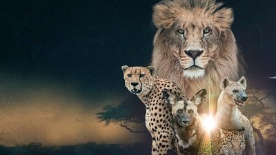 Sürgündeki aslan kraliçe Sega, yavrularını büyütürken Matahta Sürüsü için tahtı