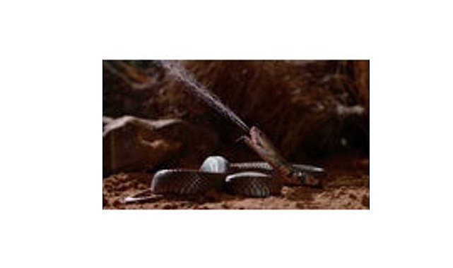 Dünyanın dört bir yanında her yıl milyonlarca insan yılanlar tarafından