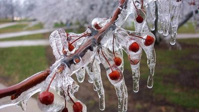 Bahar aylarında yaşanan ani sıcaklık düşüşleri, meyve ağaçları ve sebze