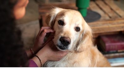 Her yıl 20 Mart'ta kutlanan Dünya Parazit Farkındalık Günü; pire,