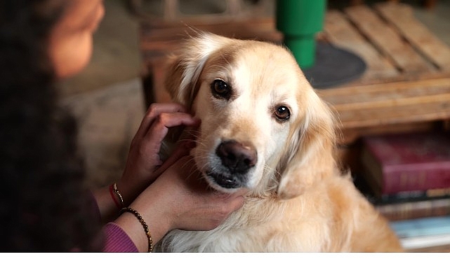 Her yıl 20 Mart'ta kutlanan Dünya Parazit Farkındalık Günü; pire,