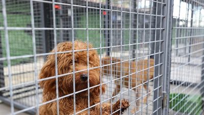 Buca Belediyesi Sokak Hayvanları Rehabilitasyon Merkezi’ndeki can dostlar, her güne