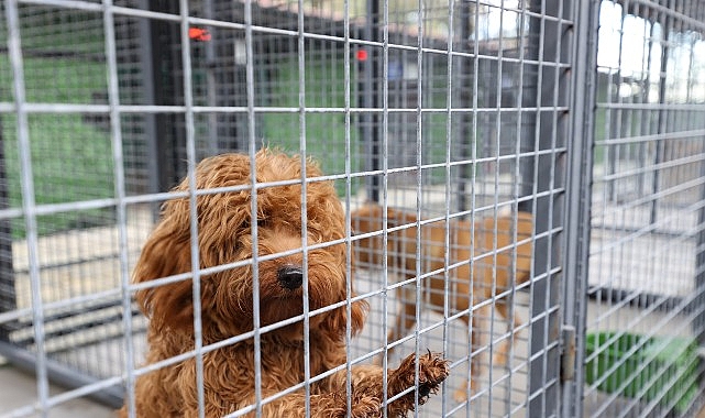 Buca Belediyesi Sokak Hayvanları Rehabilitasyon Merkezi’ndeki can dostlar, her güne