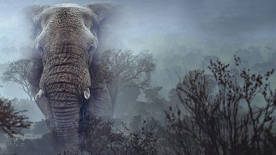 Efsanelere göre Angola’nın yüksek dağlık bölgelerinde, bugüne dek insan gözüyle