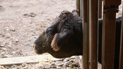 Dr. Ben ve Erin Schroeder, hayvan ve aile sevgisi etrafında