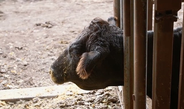 Dr. Ben ve Erin Schroeder, hayvan ve aile sevgisi etrafında