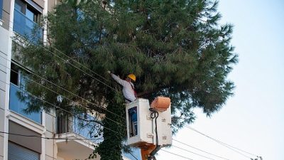 Karşıyaka Belediyesi, kent genelindeki ağaç varlığının sağlıklı gelişimini desteklemek amacıyla