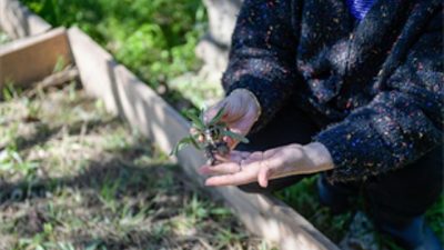 İzmir Büyükşehir Belediyesi Meslek Fabrikası’nın Tıbbi Aromatik Bitki Yetiştiriciliği kursuna