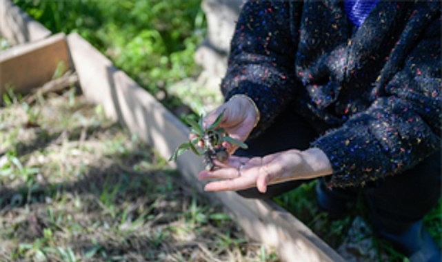 İzmir Büyükşehir Belediyesi Meslek Fabrikası’nın Tıbbi Aromatik Bitki Yetiştiriciliği kursuna