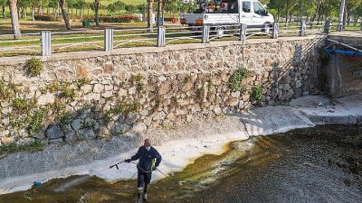 İzmir Büyükşehir Belediyesi, baharda artan ve sivrisinekle karıştırılan mevsimsel sineklerin
