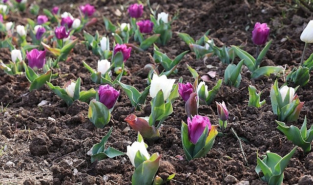 Osmangazi Belediyesi, kentin dört mevsim estetik ve bakımlı bir görünüme