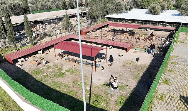 Burhaniye Belediyesi Alida Nedim Erarslan Sokak Hayvanları Bakımevi/Doğal Yaşam Alanı,
