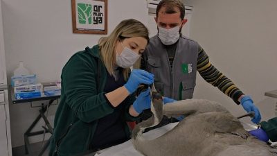 Kocaeli Büyükşehir Belediyesi tarafından Ormanya Doğal Yaşam Parkı bünyesinde hizmet