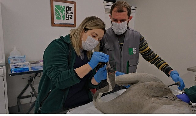 Kocaeli Büyükşehir Belediyesi tarafından Ormanya Doğal Yaşam Parkı bünyesinde hizmet