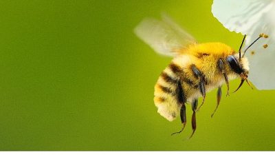 National Geographic kaşifi Bertie Gregory, gezegenin en önemli canlılarından biri