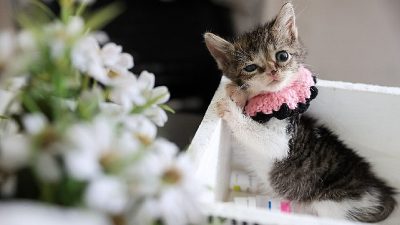 Buca Belediyesi, ağır yaralı halde bulunan yavru kedi “Zero” için