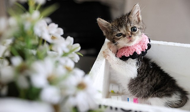 Buca Belediyesi, ağır yaralı halde bulunan yavru kedi “Zero” için