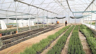 Antalya Büyükşehir Belediyesi, Alanya’nın coğrafi işaretli ürünü keçiboynuzunun üretimini yaygınlaştırmak