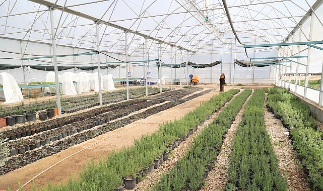 Antalya Büyükşehir Belediyesi, Alanya’nın coğrafi işaretli ürünü keçiboynuzunun üretimini yaygınlaştırmak