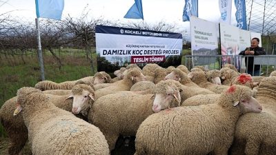 Kocaeli Büyükşehir Belediyesi, koyun ve keçi yetiştiriciliğini desteklemek amacıyla hayata