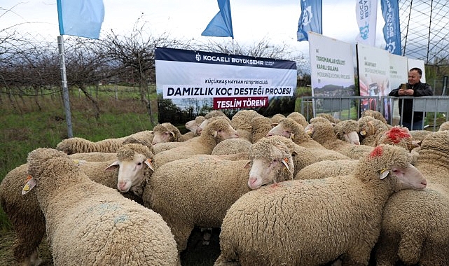 Kocaeli Büyükşehir Belediyesi, koyun ve keçi yetiştiriciliğini desteklemek amacıyla hayata