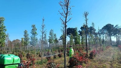 Kocaeli Büyükşehir Belediyesi, üretim fidanlığındaki fidanların sağlıklı gelişimini desteklemek amacıyla
