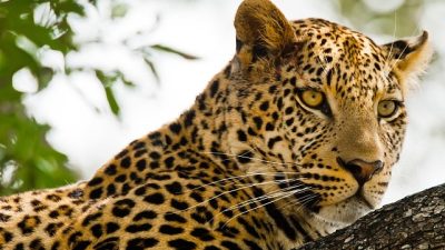 Güney Afrika’nın kalbinde yer alan ve birbirinden farklı manzaralardan oluşan