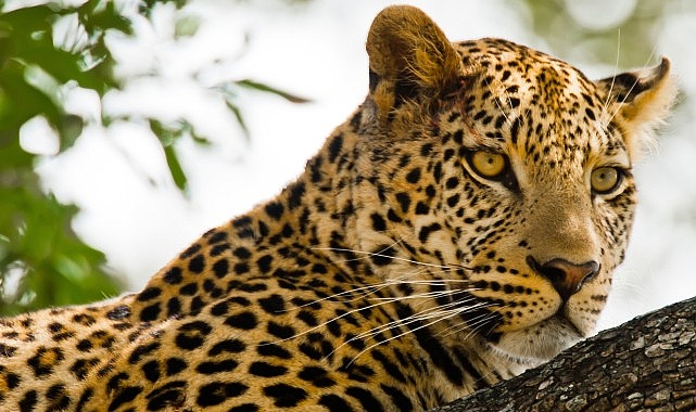 Güney Afrika’nın kalbinde yer alan ve birbirinden farklı manzaralardan oluşan