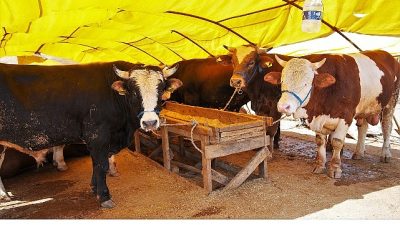 Keçiören Belediyesi tarafından Bağlum Karşıyaka Mahallesi’nde kurulacak kurban satış alanında