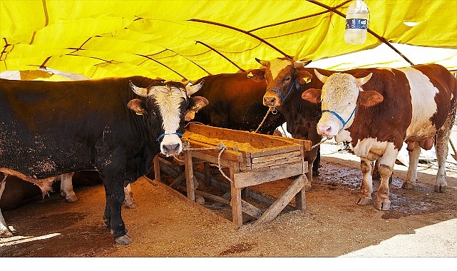 Keçiören Belediyesi tarafından Bağlum Karşıyaka Mahallesi’nde kurulacak kurban satış alanında