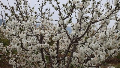 Baharın ve yeniden doğuşun sembolü kabul edilen kirazda hasat coşkusu
