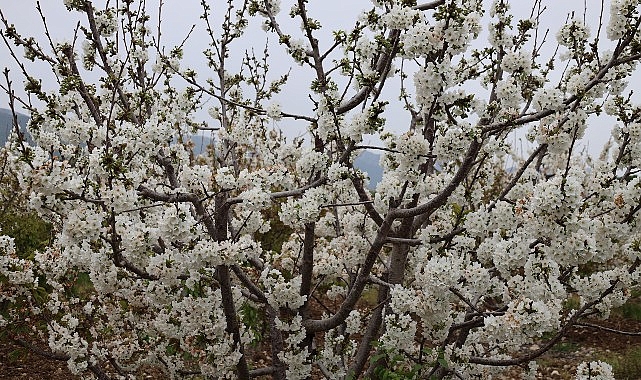 Baharın ve yeniden doğuşun sembolü kabul edilen kirazda hasat coşkusu