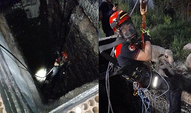 İzmir’de 20 metrelik kuyuya düşen kuzu, itfaiye ekiplerinin titiz ve