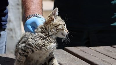 Maltepe Belediyesi, veterinerlik hizmetleri kapsamında, sokak kedilerine yönelik kapsamlı bir