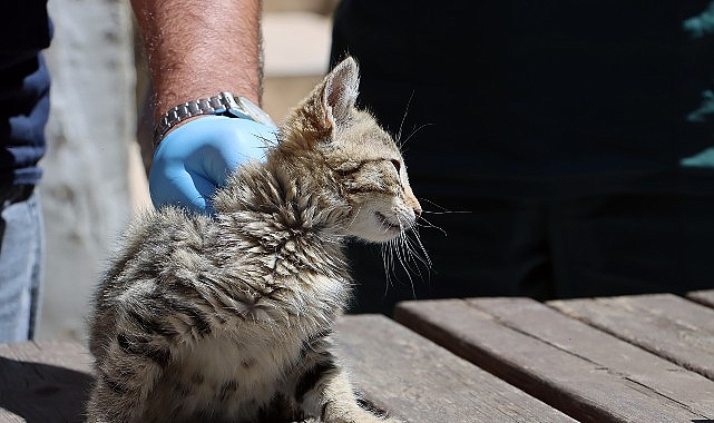 Maltepe Belediyesi, veterinerlik hizmetleri kapsamında, sokak kedilerine yönelik kapsamlı bir
