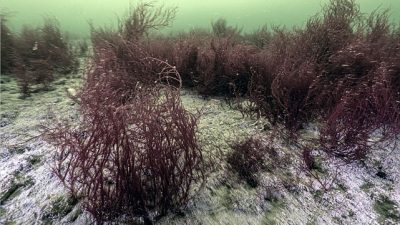 Kocaeli Büyükşehir Belediyesi’nin Avrupa’nın en büyük çevre projesi olarak hayata