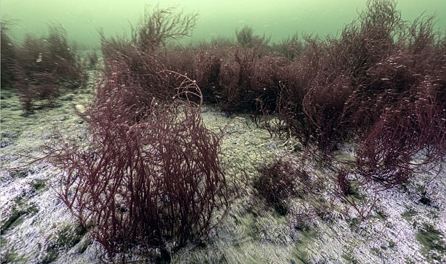 Kocaeli Büyükşehir Belediyesi’nin Avrupa’nın en büyük çevre projesi olarak hayata