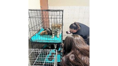 Kemer Belediyesi hizmet alanı içerisinde yer alan Kemer Belediyesi Hayvan