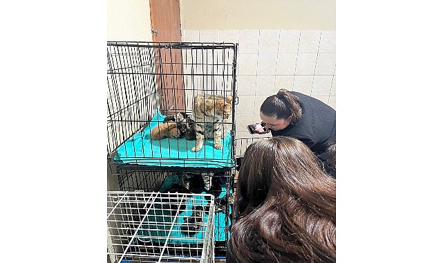 Kemer Belediyesi hizmet alanı içerisinde yer alan Kemer Belediyesi Hayvan