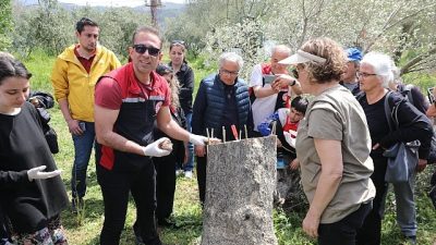 Seferihisar’da zeytin üretimini desteklemek amacıyla, Seferihisar Belediyesi İklim Değişikliği Müdürlüğü