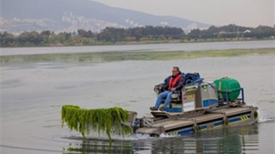 İzmir Büyükşehir Belediyesi ekipleri, Körfez’de görülen deniz marullarının temizlenmesi için
