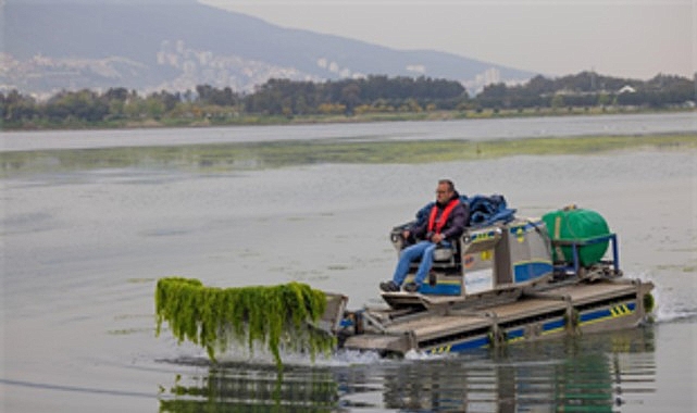 İzmir Büyükşehir Belediyesi ekipleri, Körfez’de görülen deniz marullarının temizlenmesi için