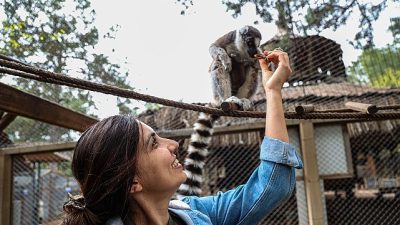 Antalya Büyükşehir Belediyesi’ne bağlı Antalya Doğal Yaşam Parkı, lemur ailesinin
