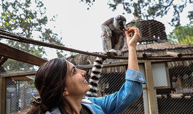 Antalya Büyükşehir Belediyesi’ne bağlı Antalya Doğal Yaşam Parkı, lemur ailesinin