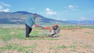 Antalya Büyükşehir Belediyesi hem geleneksel ipek böceği yetiştiriciliğini yaşatmak hem