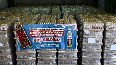 Manisa Büyükşehir Belediyesi, kiraz üretiminde büyük zarara yol açan ‘Kanadı