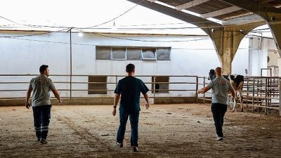 Antalya Büyükşehir Belediyesi, her yıl olduğu gibi bu Kurban Bayramı’nda